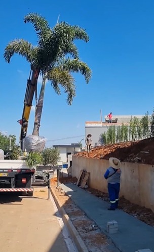 Palmeira sendo plantada