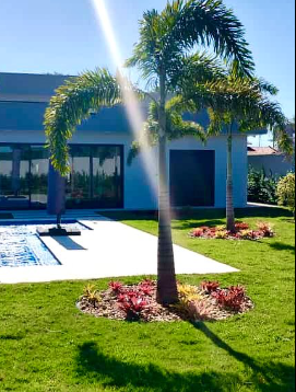 Palmeiras e jardim em área externa residencial