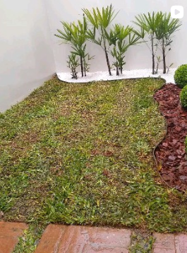 Entrada de casa com palmeira e topiarias alinhadas